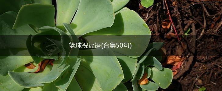 青少年篮球运动员体能训练特征包括_0